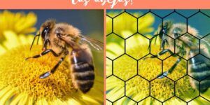 abejas y su vision unica