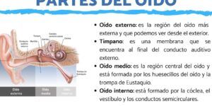 anatomia del oido interno y funciones