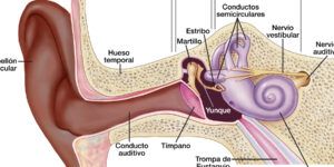 anatomia del oido medio