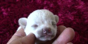 cachorro abriendo los ojos