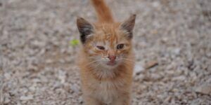 conjuntivitis en gatos y humanos