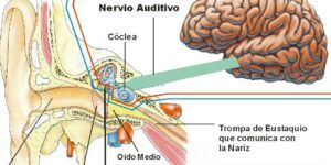 falta de riego sanguineo en el oido