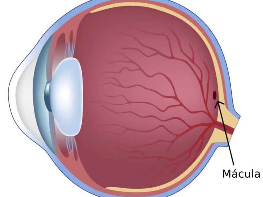 funcion de la macula en el ojo