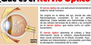 funcion del nervio optico y su importancia