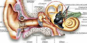 funcion vestibular y su importancia