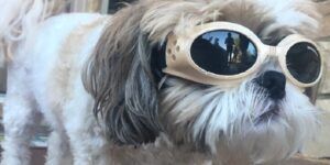 gafas para perros con cataratas