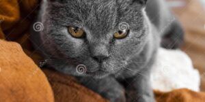 gato chartreux con ojos amarillos