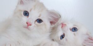 gato con cambio de color