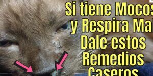 gato con mocos y ojos llorosos