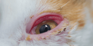 gato con sintomas de conjuntivitis