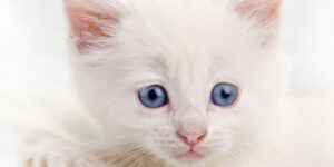 gatos blancos de ojos azules