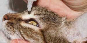 gotas para gatos con conjuntivitis