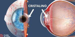 imagen del cristalino y su funcion