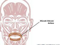 Músculo orbicular de la boca: Funciones y anatomía