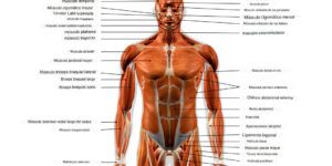 musculos principales y sus funciones