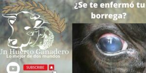 nube en el ojo del caballo