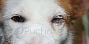ojo lloroso en perros causas y tratamientos
