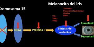 origen genetico de ojos azules