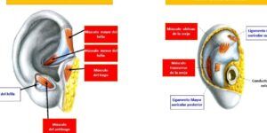 pabellon auricular y sus funciones