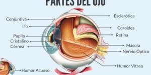 partes y funciones del ojo