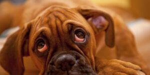 perro con ojos llorosos