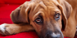 perro con ojos rojos y tristes