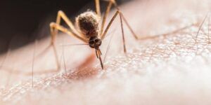 picadura de mosquito en parpado
