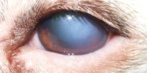 queratitis en perros curable tratamientos causas