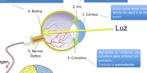 sentido de la vista y luz
