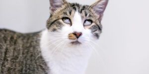 tercer parpado en gatos
