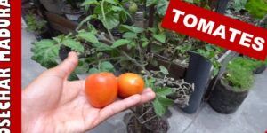 tomate madurando en tiempo real