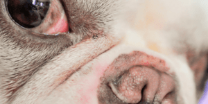 tratamientos para ulcera ocular en perros